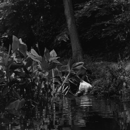 Silent Picnic