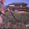 長尾鶏