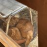 猫のご挨拶
