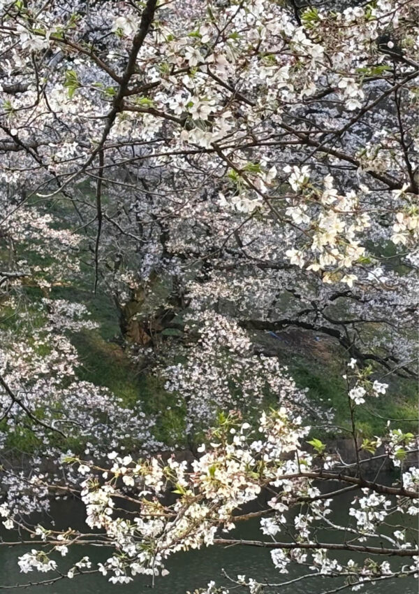 千鳥ヶ淵の桜