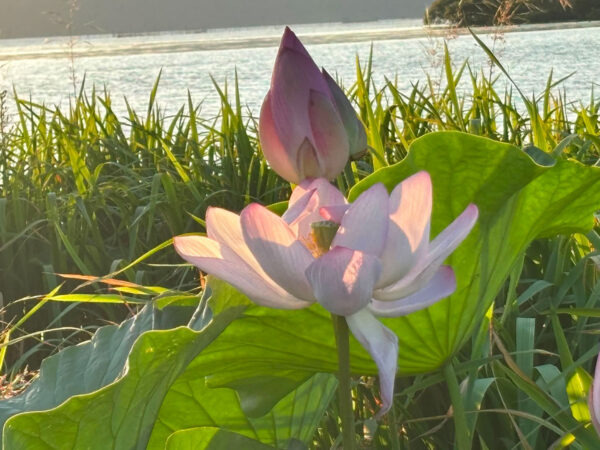 蓮の花